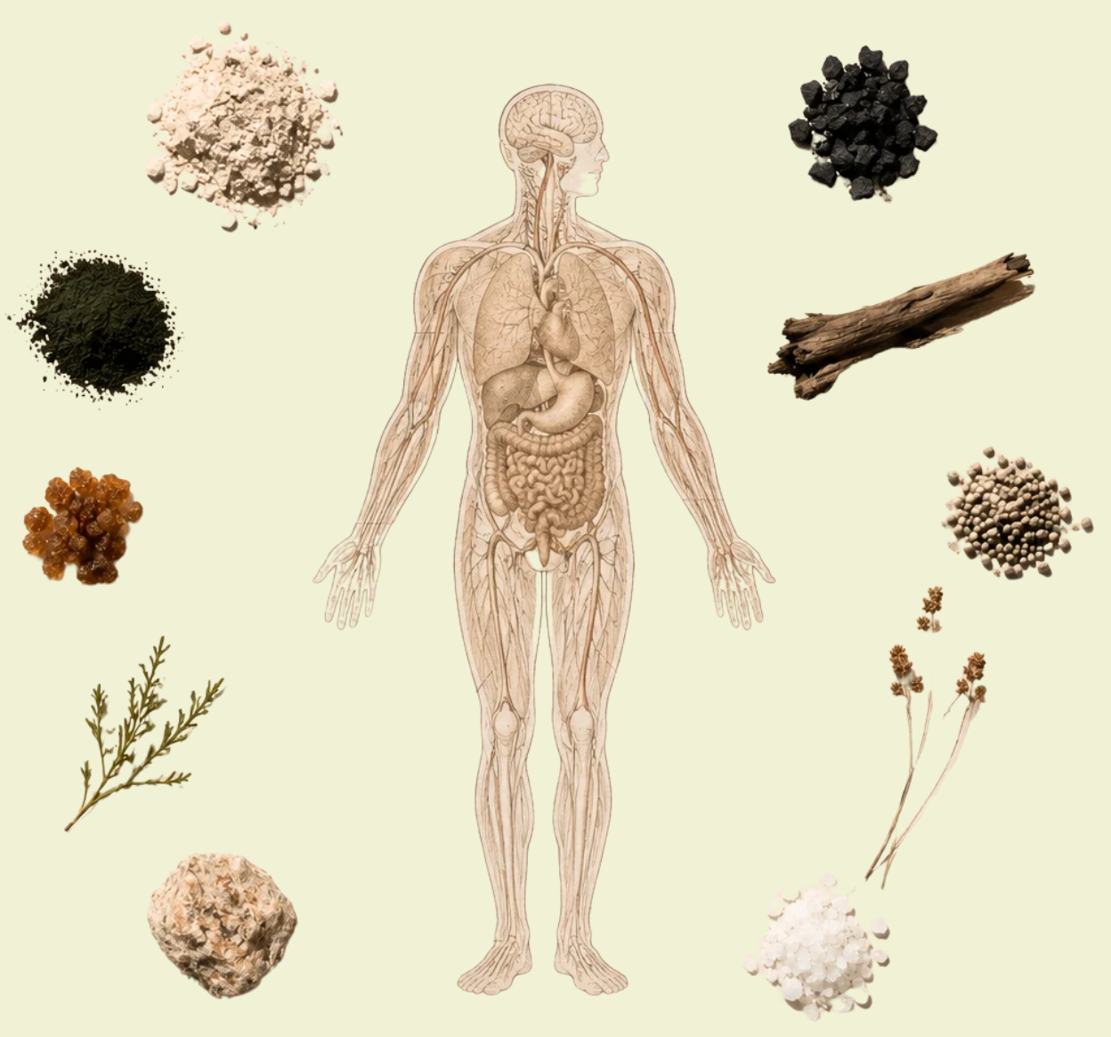 Anatomy surrounded by raw botanical ingredients
